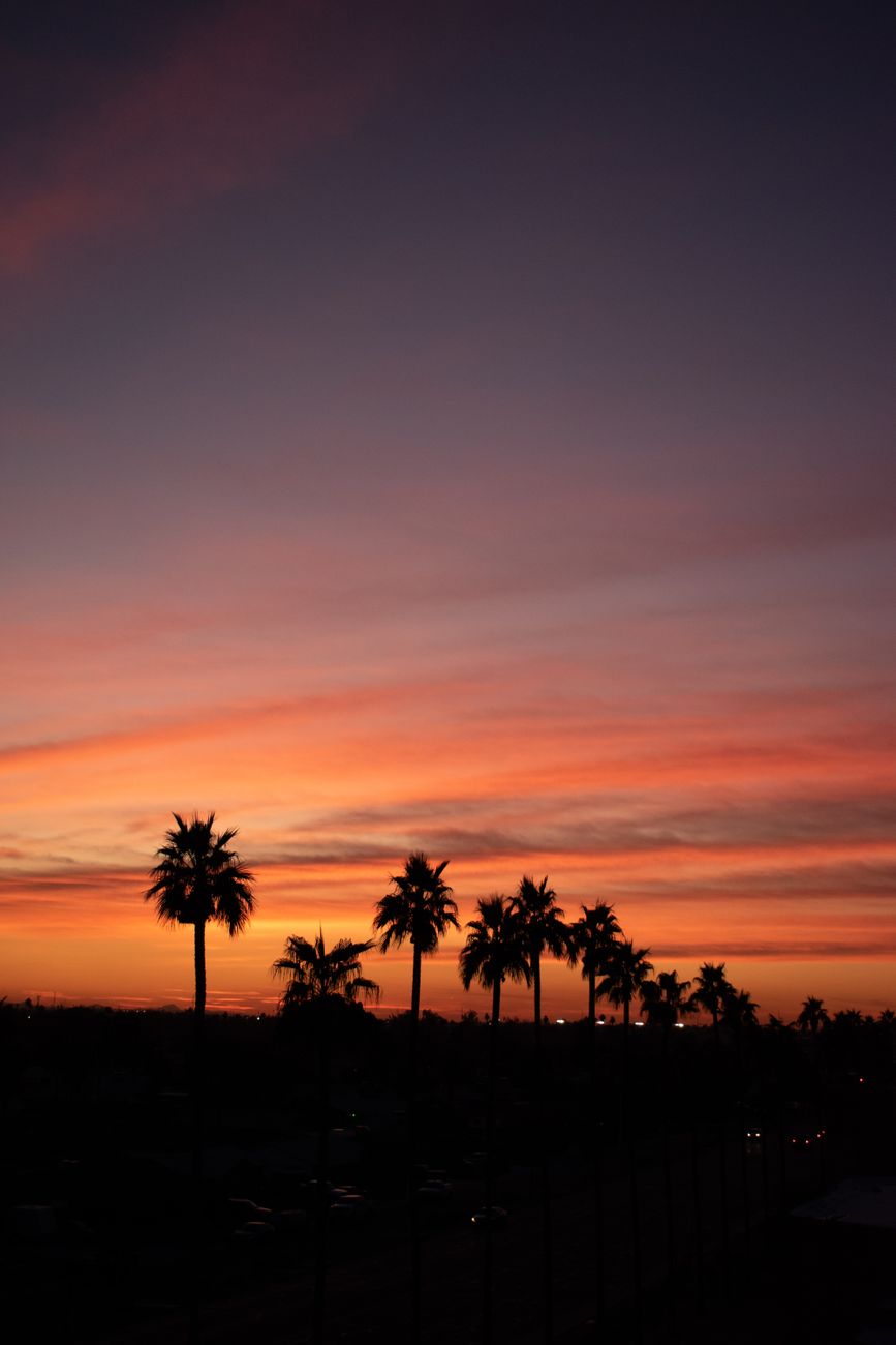 silhouette of palm trees under orange sky
